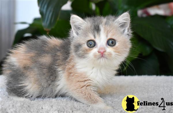 thechubbyfacedcat Picture 2